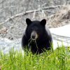 Copy of Black bear eating grass